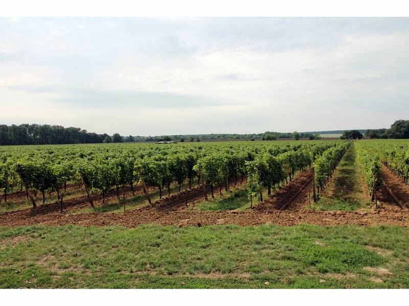 Our biggest vineyard, Dry Hill Vineyard with 28 hektars